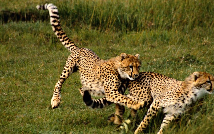 трава, хищник, большая кошка, гепард, гепарды, grass, predator, big cat, cheetah, cheetahs
