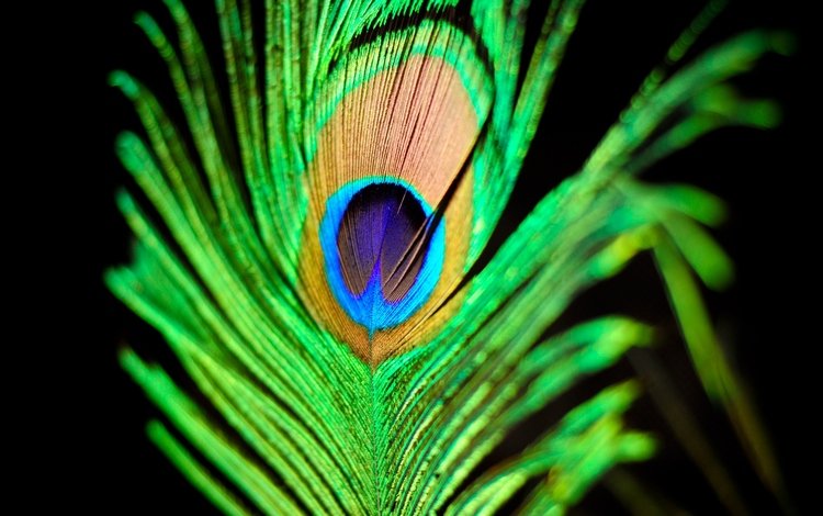 черный фон, перо, перышко, перо павлина, black background, pen, a feather, peacock feather