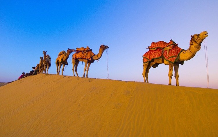 пустыня, караван, верблюды, desert, caravan, camels