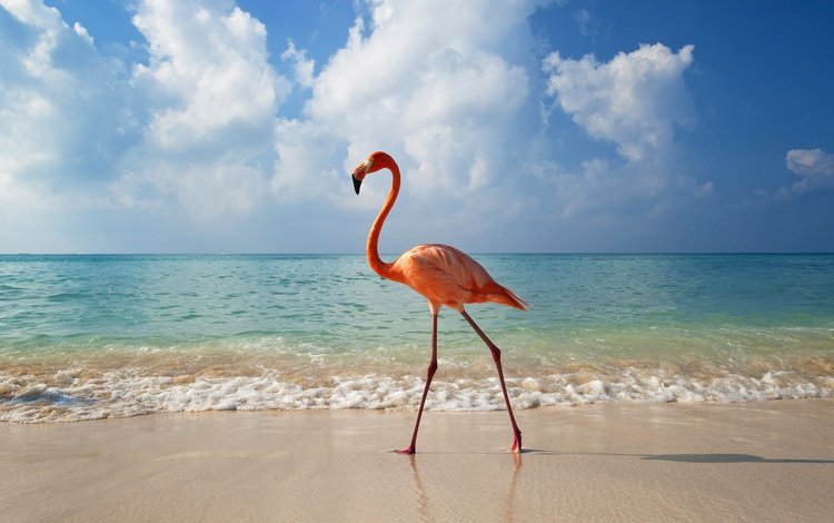 природа, пейзаж, море, животные, фламинго, птицы, животно е, nature, landscape, sea, animals, flamingo, birds