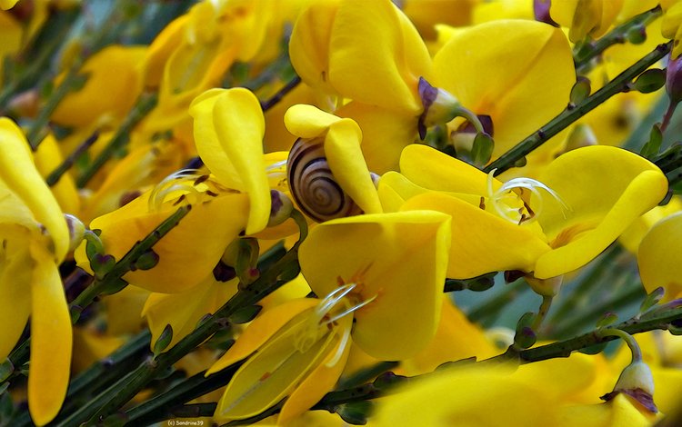 цветы, желтый, цветок, насекомые, бутон, улитка, ракитник, flowers, yellow, flower, insects, bud, snail, broom