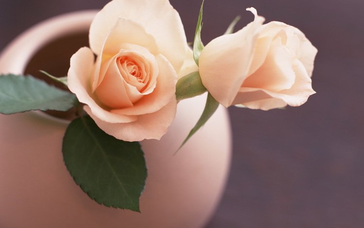 цветы, листья, розы, роза, лепестки, розовые, ваза, flowers, leaves, roses, rose, petals, pink, vase