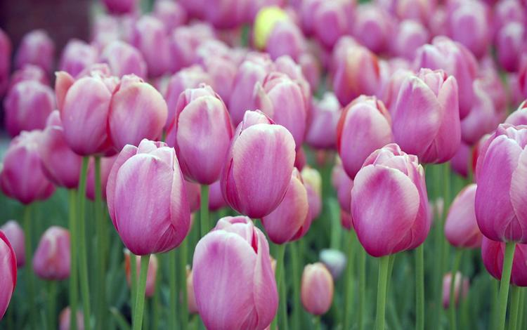 цветы, тюльпаны, тюльпыны, flowers, tulips, tulpini