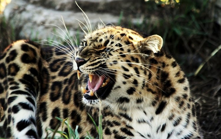 леопард, большая кошка, оскал, злой, пятнистый, агрессия, leopard, big cat, grin, evil, spotted, aggression