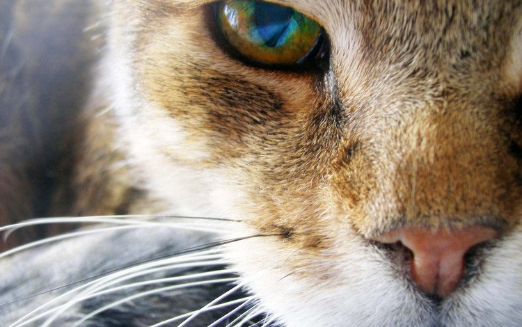 кот, мордочка, усы, кошка, взгляд, глаз, cat, muzzle, mustache, look, eyes