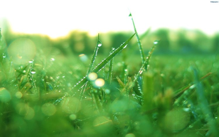 трава, природа, макро, роса, капли, растение, grass, nature, macro, rosa, drops, plant