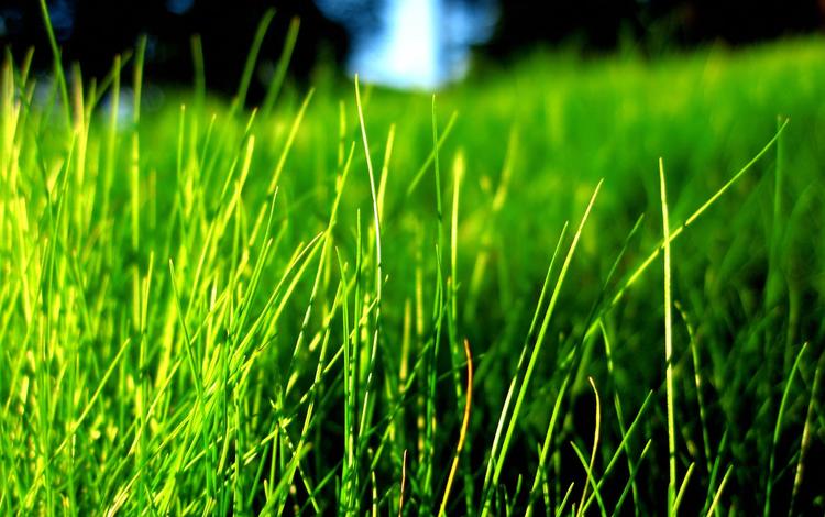 трава, природа, зелень, размытость, grass, nature, greens, blur