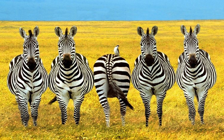 зебры, zebra