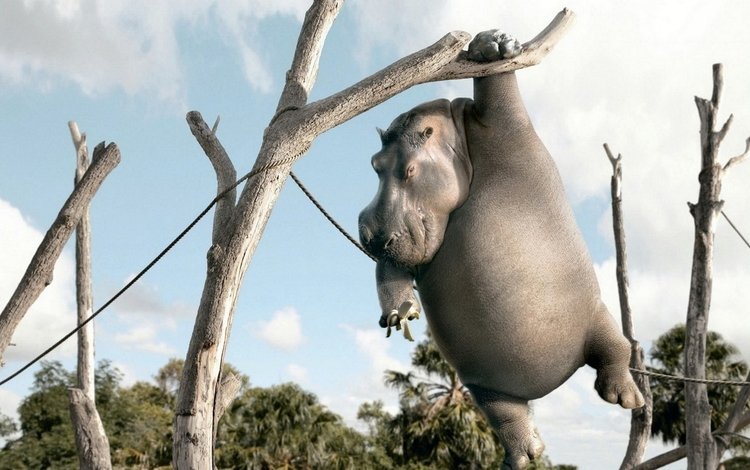 бегемот, hippo