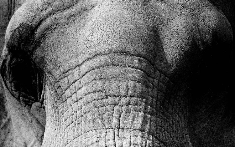 слон, чёрно-белое, крупным планом, elephant, black and white, closeup