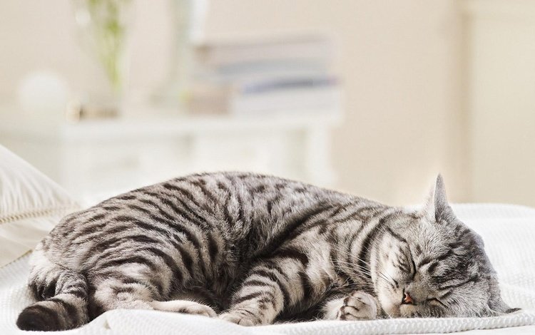 кот, мордочка, кошка, сон, полосатый, cat, muzzle, sleep, striped
