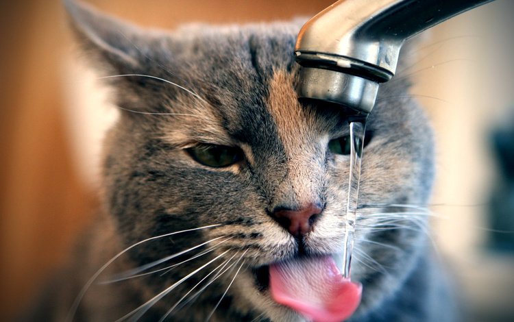 вода, кот, мордочка, кошка, кран, water, cat, muzzle, crane