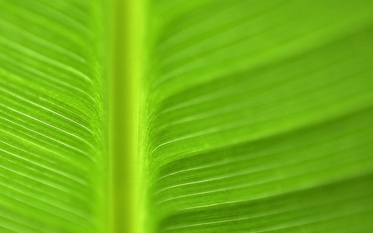 текстура, цвет, лист, прожилки, зеленый лист, texture, color, sheet, veins, green leaf