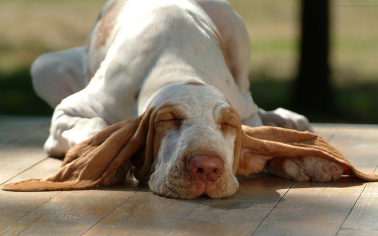 морда, сон, собака, уши, бассет, бассет-хаунд, face, sleep, dog, ears, bassett, the basset hound