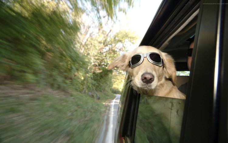 очки, собака, скорость, автомобиль, glasses, dog, speed, car