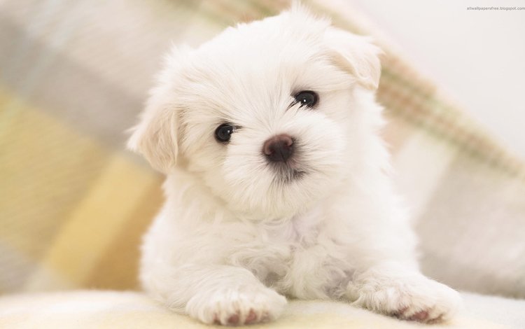 белый, собака, щенок, малыш, мальтийская болонка, white, dog, puppy, baby, maltese