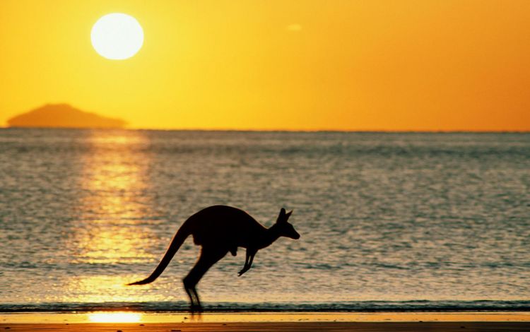 солнце, закат, море, пляж, океан, австралия, кенгуру, the sun, sunset, sea, beach, the ocean, australia, kangaroo