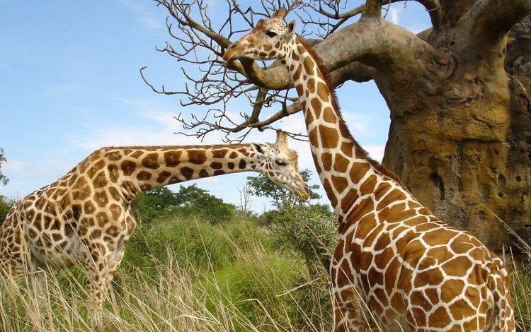 небо, жирафы, трава, шея, природа, дерево, пятна, африка, пара, жираф, the sky, giraffes, grass, neck, nature, tree, spot, africa, pair, giraffe