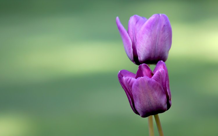 цветы, бутоны, лепестки, тюльпаны, фиолетовые, flowers, buds, petals, tulips, purple