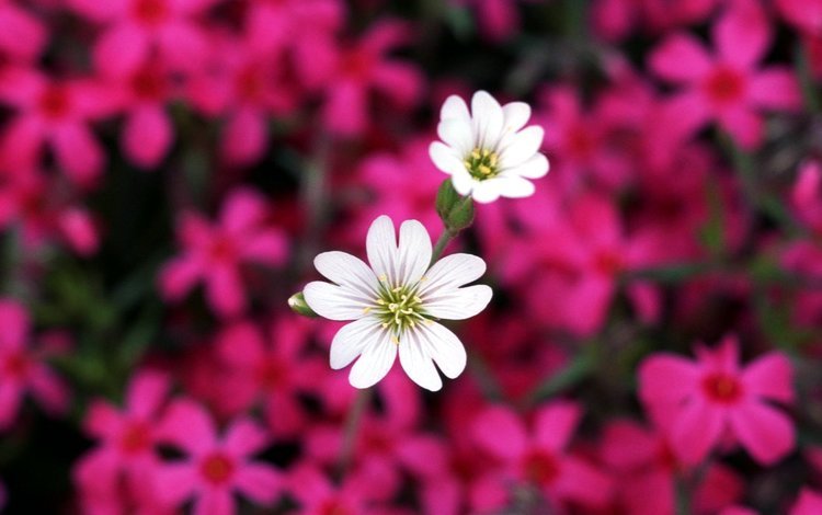 цветы, лепестки, розовые, белые, flowers, petals, pink, white
