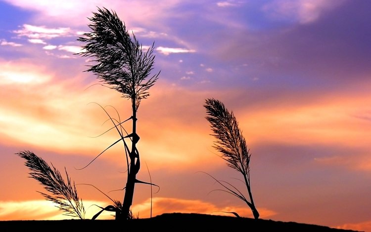 небо, трава, облака, закат, стебли, ветер, растение, the sky, grass, clouds, sunset, stems, the wind, plant