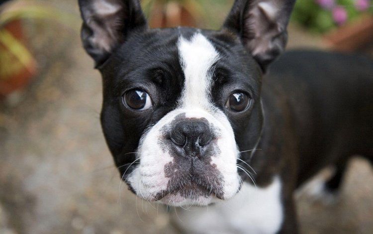 мордочка, взгляд, собака, бостон-терьер, muzzle, look, dog, boston terrier