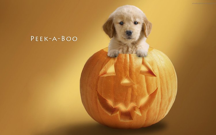 фон, тыква, мордочка, взгляд, собака, щенок, праздник, хэллоуин, лапки, background, pumpkin, muzzle, look, dog, puppy, holiday, halloween, legs