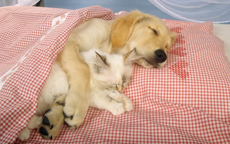 кошка, сон, котенок, собака, пес, постель, в обнимку, лабрадор ретривер, cat, sleep, kitty, dog, bed, in the arms of, labrador retriever
