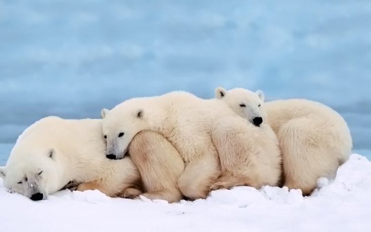 сон, семья, медведи, белый медведь, детеныш, sleep, family, bears, polar bear, cub