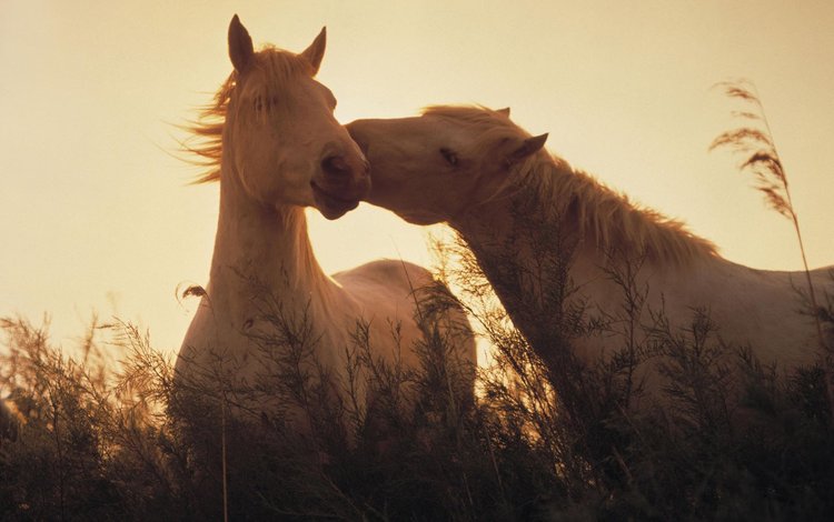 свет, трава, лошади, кони, light, grass, horse, horses