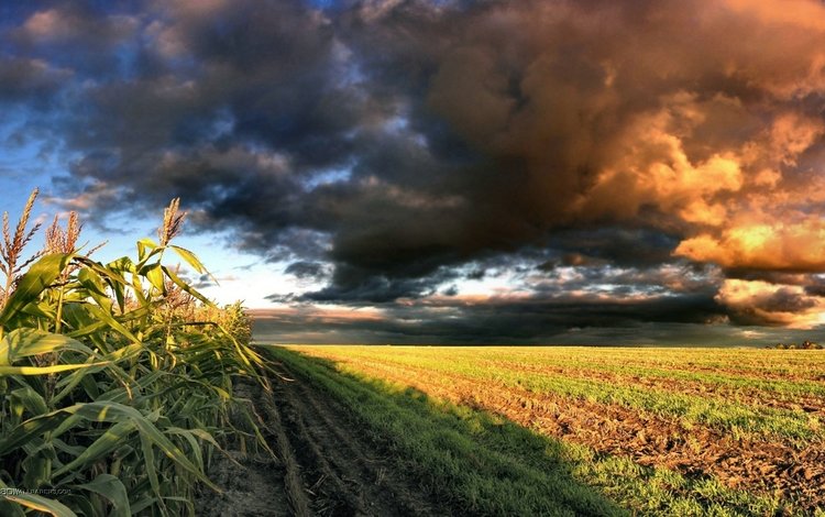 небо, облака, природа, поле, кукуруза, the sky, clouds, nature, field, corn