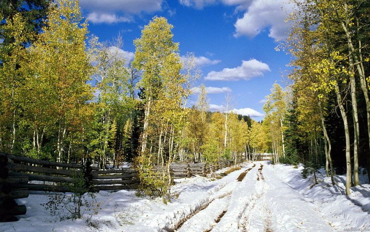 дорога, деревья, снег, лес, листья, березы, весна, road, trees, snow, forest, leaves, birch, spring