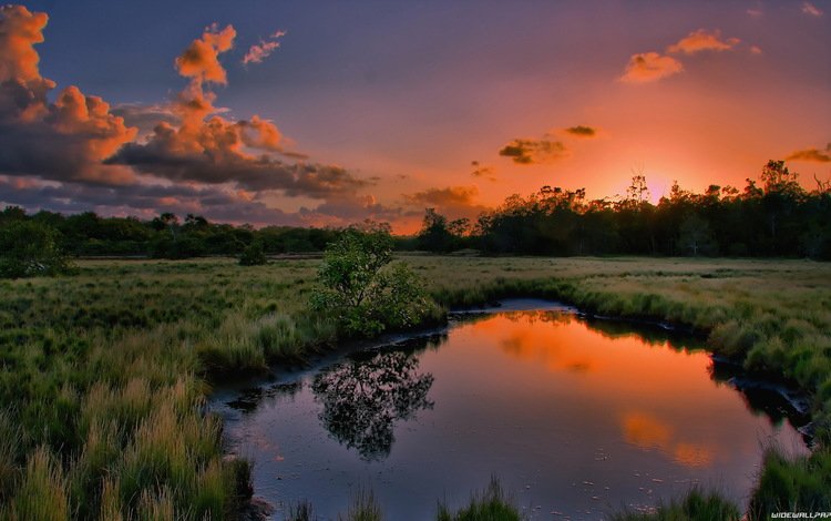 трава, вода, природа, дерево, закат, отражение, лужа, grass, water, nature, tree, sunset, reflection, puddle