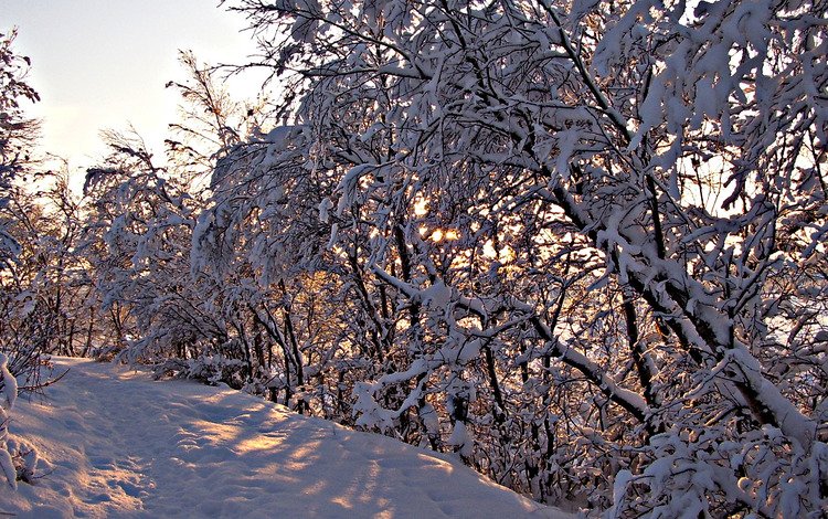 деревья, снег, зима, ветки, trees, snow, winter, branches