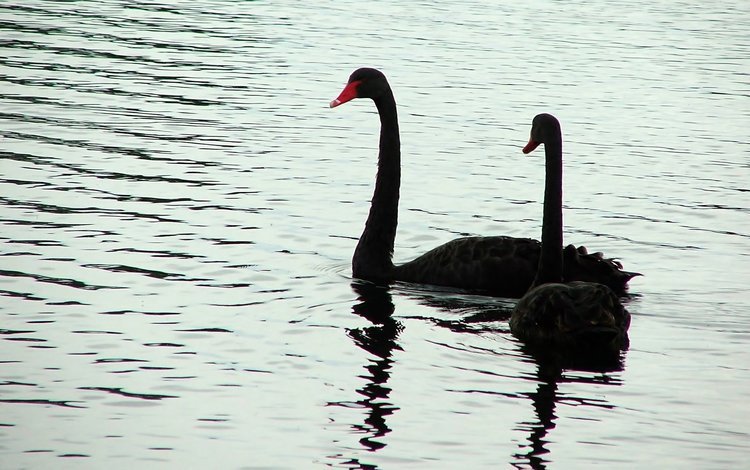 вода, птицы, лебедь, черный лебедь, water, birds, swan, black swan