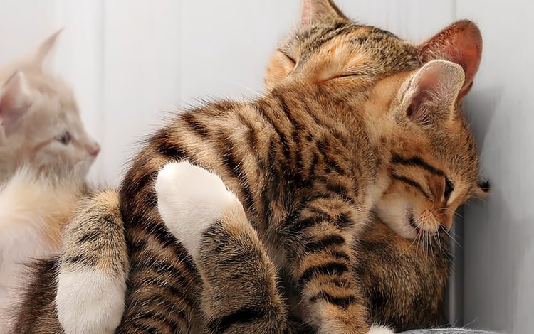 любовь, кошки, котята, лапки, мордочки, обнимашки, love, cats, kittens, legs, faces, hugs
