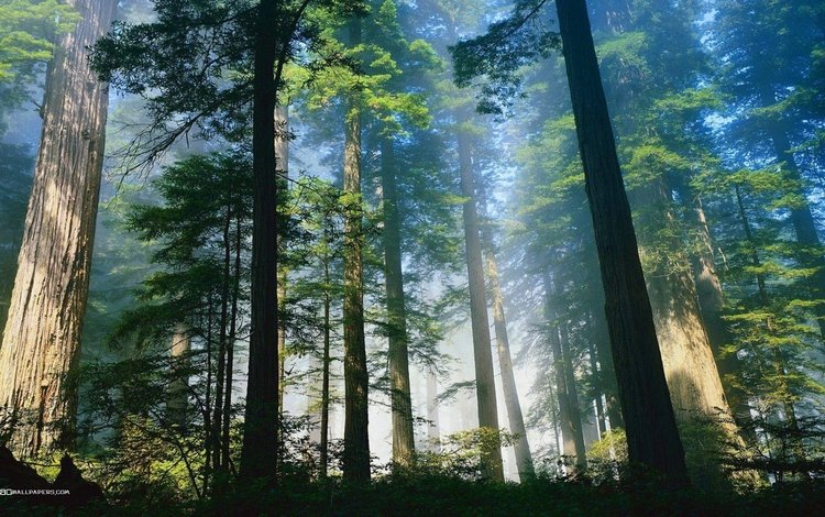 деревья, природа, лес, утро, туман, стволы, trees, nature, forest, morning, fog, trunks
