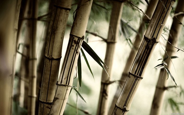 природа, листья, бамбук, размытость, стебли, крупным планом, nature, leaves, bamboo, blur, stems, closeup