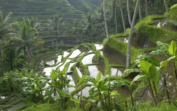 пейзаж, пальмы, индонезия, бали, рисовые террасы, landscape, palm trees, indonesia, bali, rice terraces