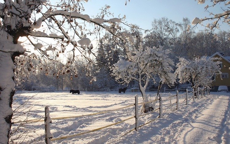 деревья, снег, зима, лошади, trees, snow, winter, horse