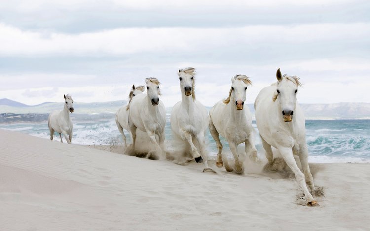песок, пляж, лошади, бег, белые лошади, sand, beach, horse, running, white horse