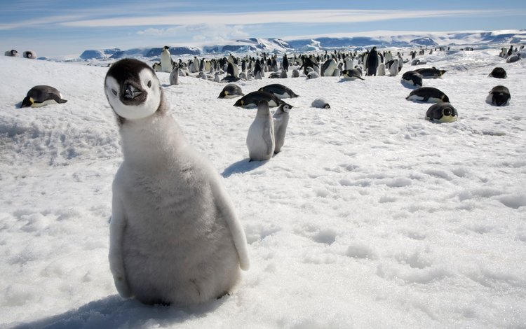 снег, пингвины, природа, арктический, зима, детеныши животных, животные, лёд, птицы, пингвин, дикая природа, snow, penguins, nature, arctic, winter, animals, ice, birds, penguin, wildlife