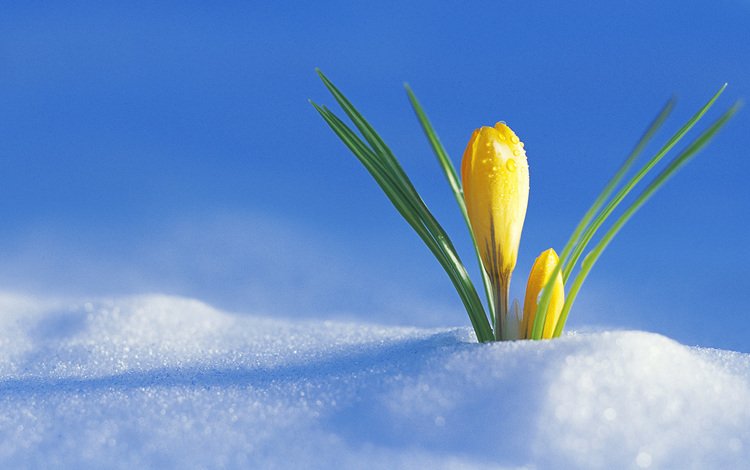 снег, весна, первый крокус, радостно, snow, spring, the first crocus, happily