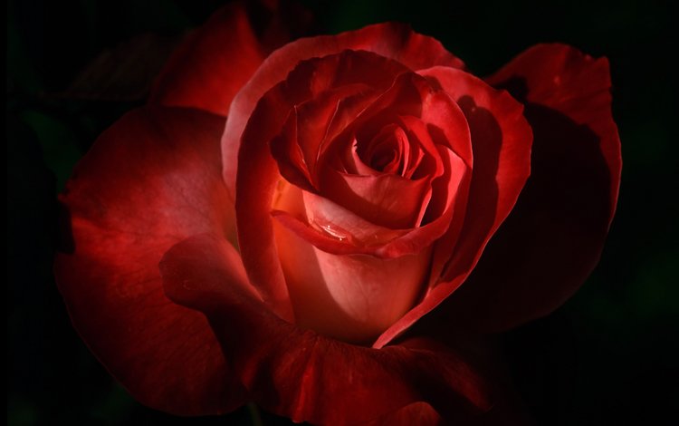 цветок, роза, красная, flower, rose, red
