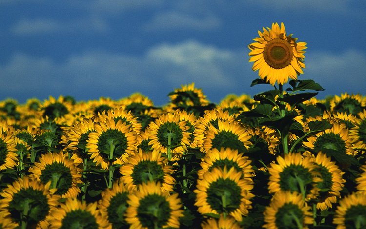 небо, цветы, поле, подсолнухи, the sky, flowers, field, sunflowers