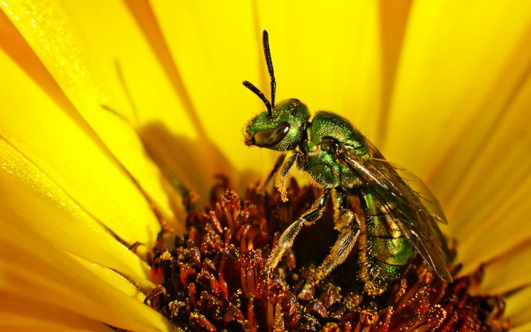 природа, насекомое, цветок, лепестки, желтые, муха, nature, insect, flower, petals, yellow, fly