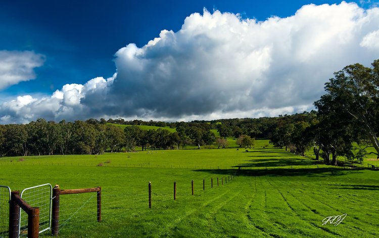трава, облака, зелень, поле, забор, следы, пастбище, grass, clouds, greens, field, the fence, traces, pasture