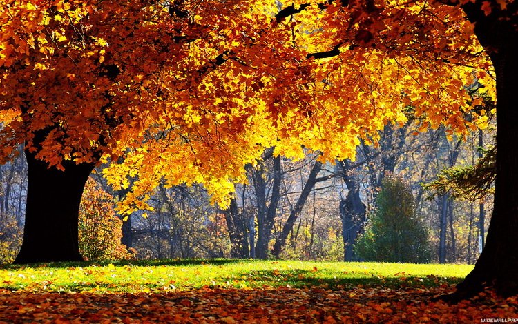 деревья, природа, листья, парк, осень, листопад, trees, nature, leaves, park, autumn, falling leaves