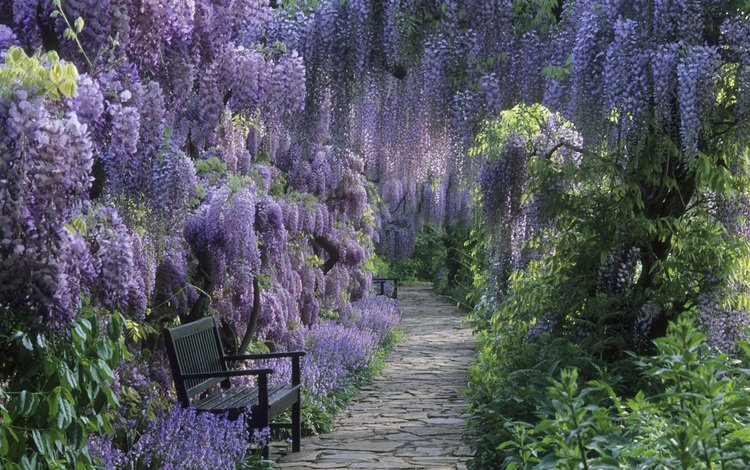 тропинка, глициния, райский сад, сиреневое чудо, скаменки, path, wisteria, the garden of eden, lilac miracle, kamenki