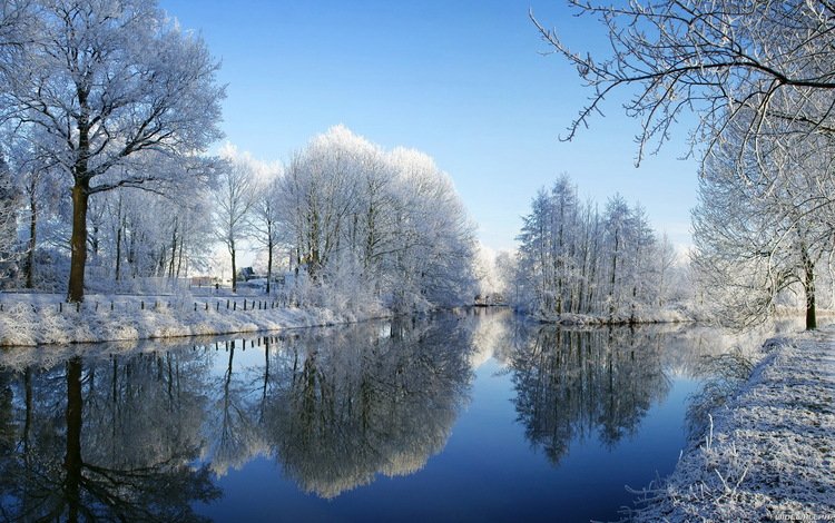 деревья, снег, зима, отражение, пруд, trees, snow, winter, reflection, pond